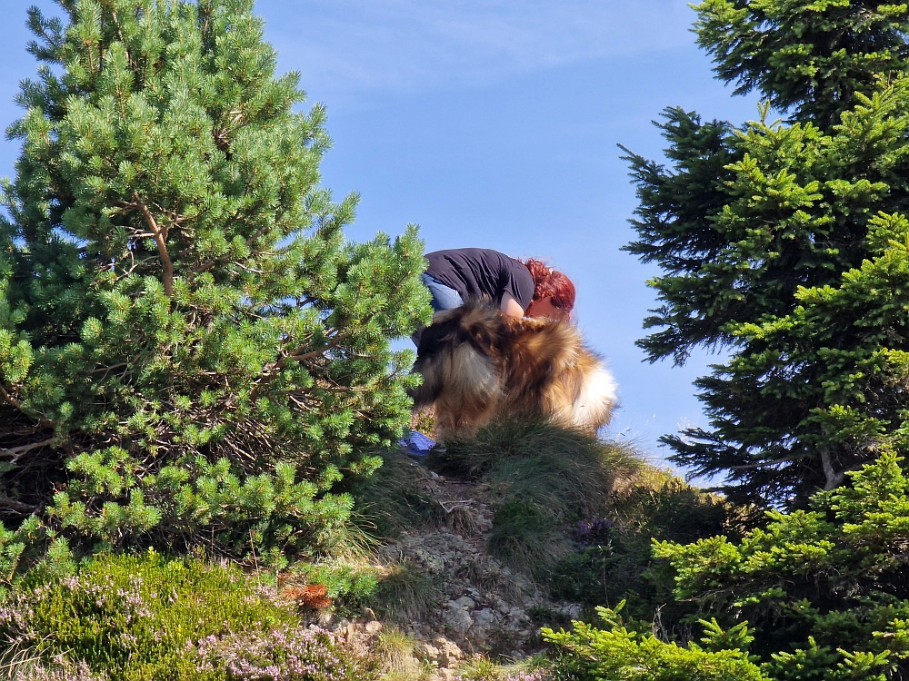 Slika je vidna v Google Chromu.