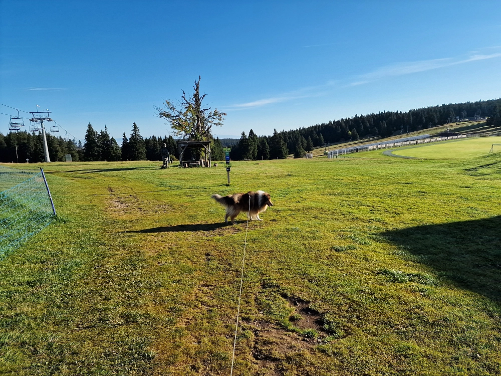 Slika je vidna v Google Chromu.