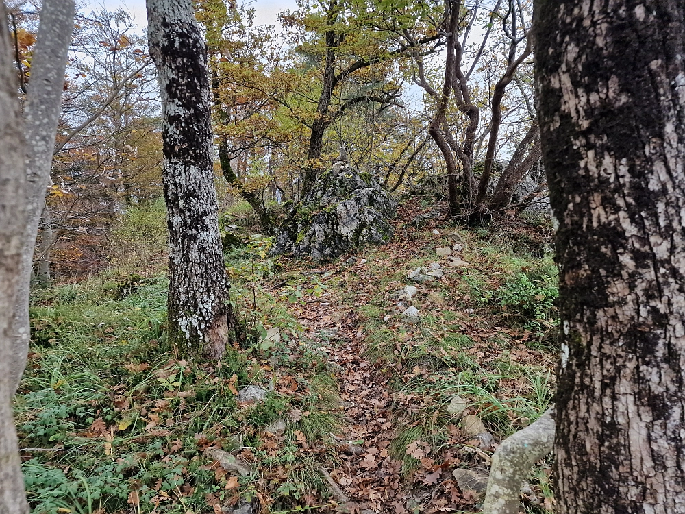 Slika je vidna v Google Chromu.