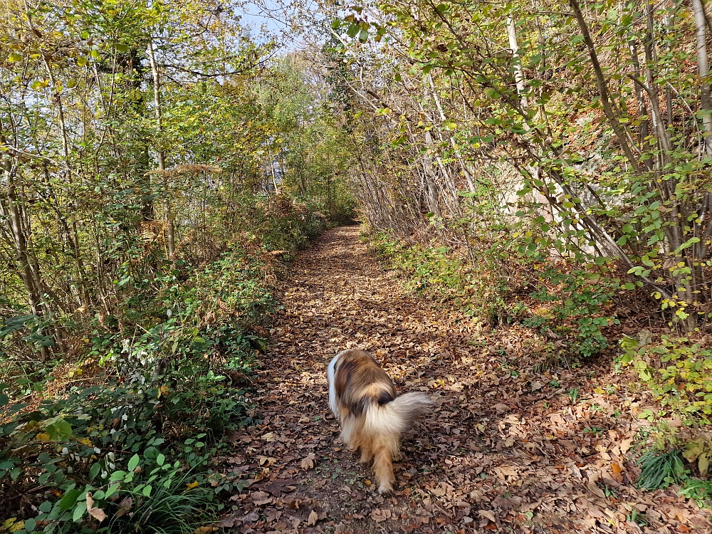 Slika je vidna v Google Chromu.