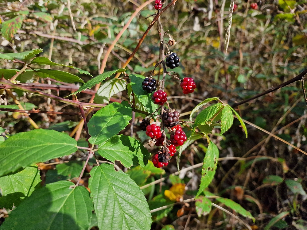 Slika je vidna v Google Chromu.