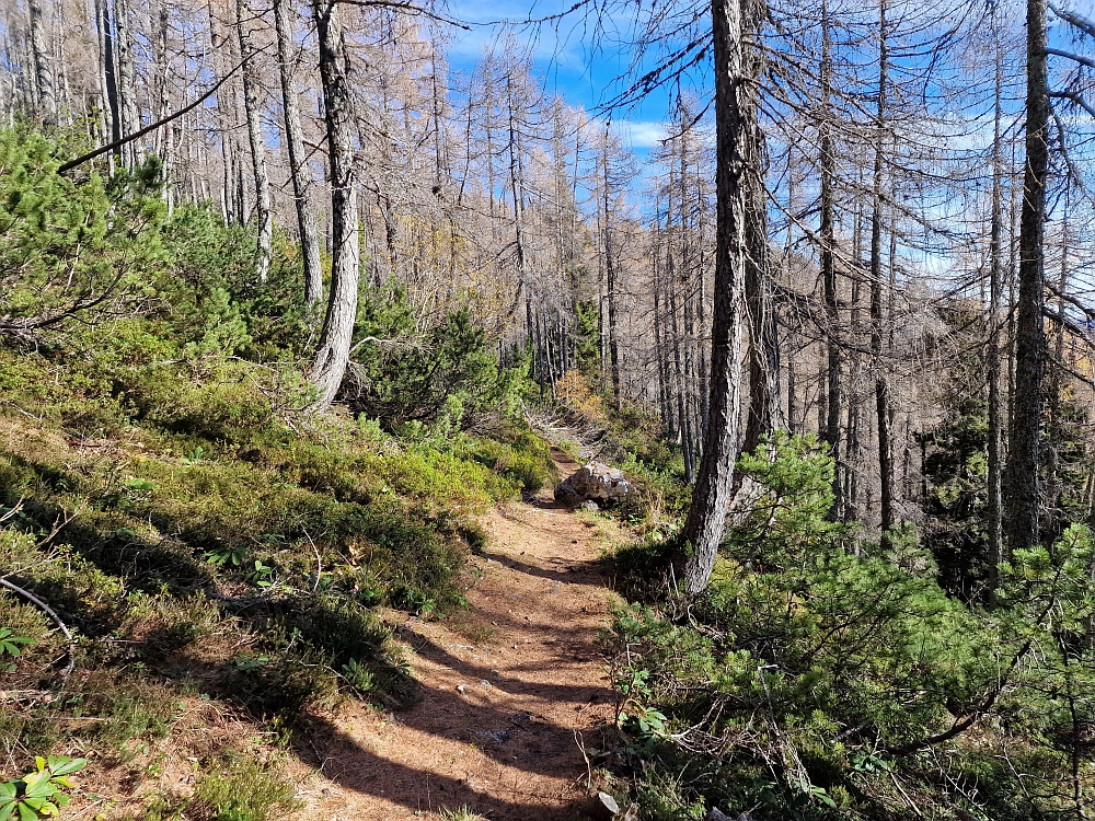Slika je vidna v Google Chromu.