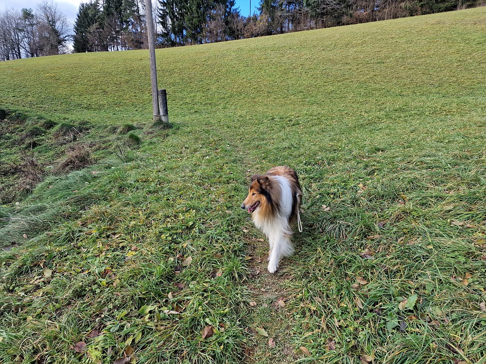 Slika je vidna v Google Chromu.