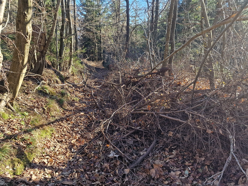 Slika je vidna v Google Chromu.