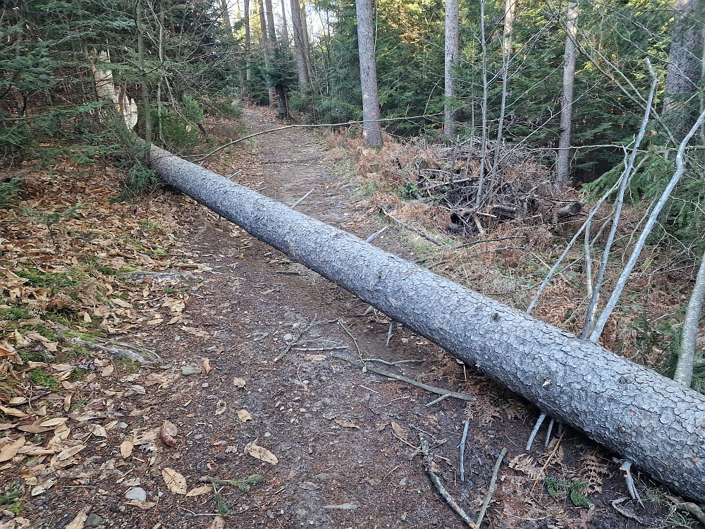 Slika je vidna v Google Chromu.