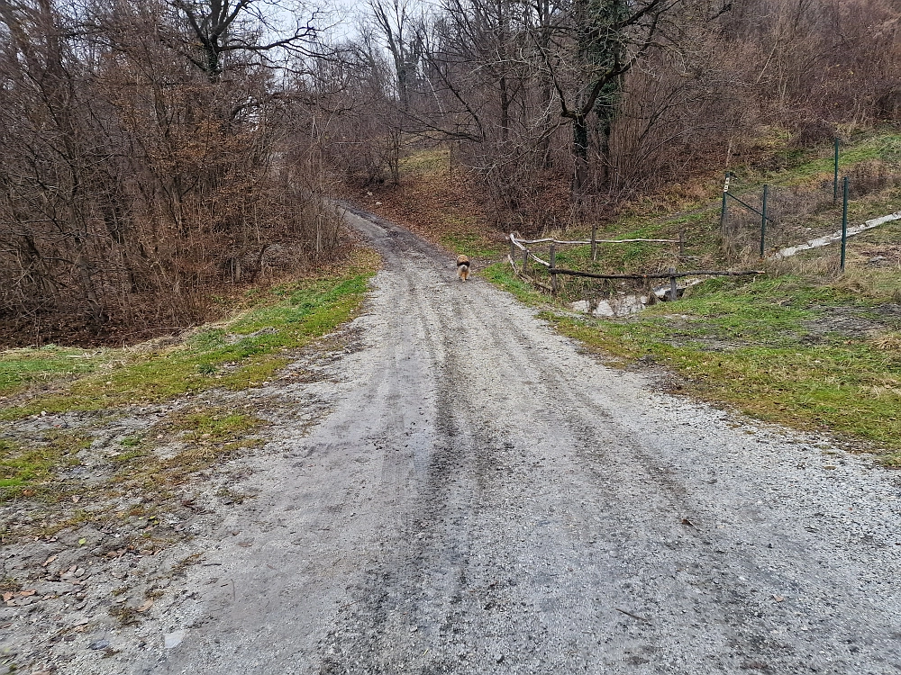 Slika je vidna v Google Chromu.