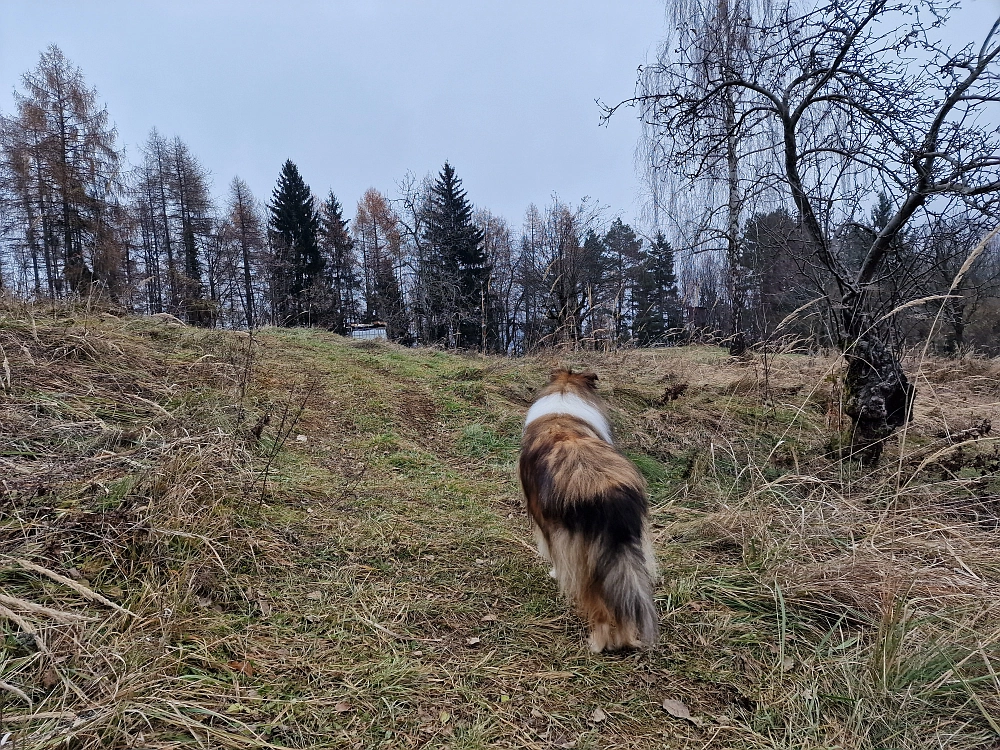 Slika je vidna v Google Chromu.