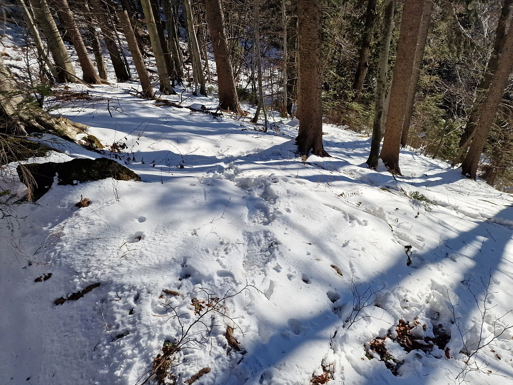 Slika je vidna v Google Chromu.