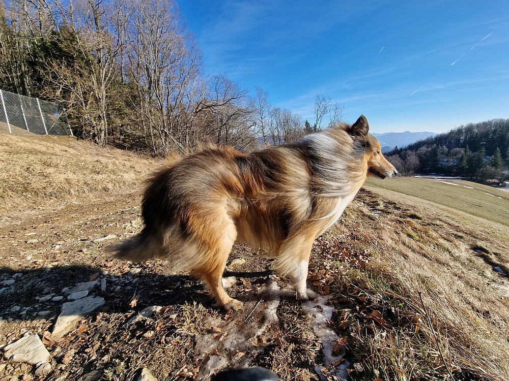 Slika je vidna v Google Chromu.