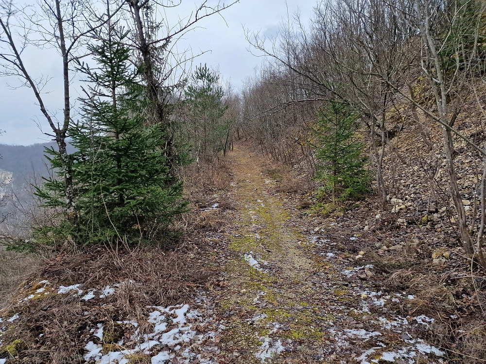 Slika je vidna v Google Chromu.