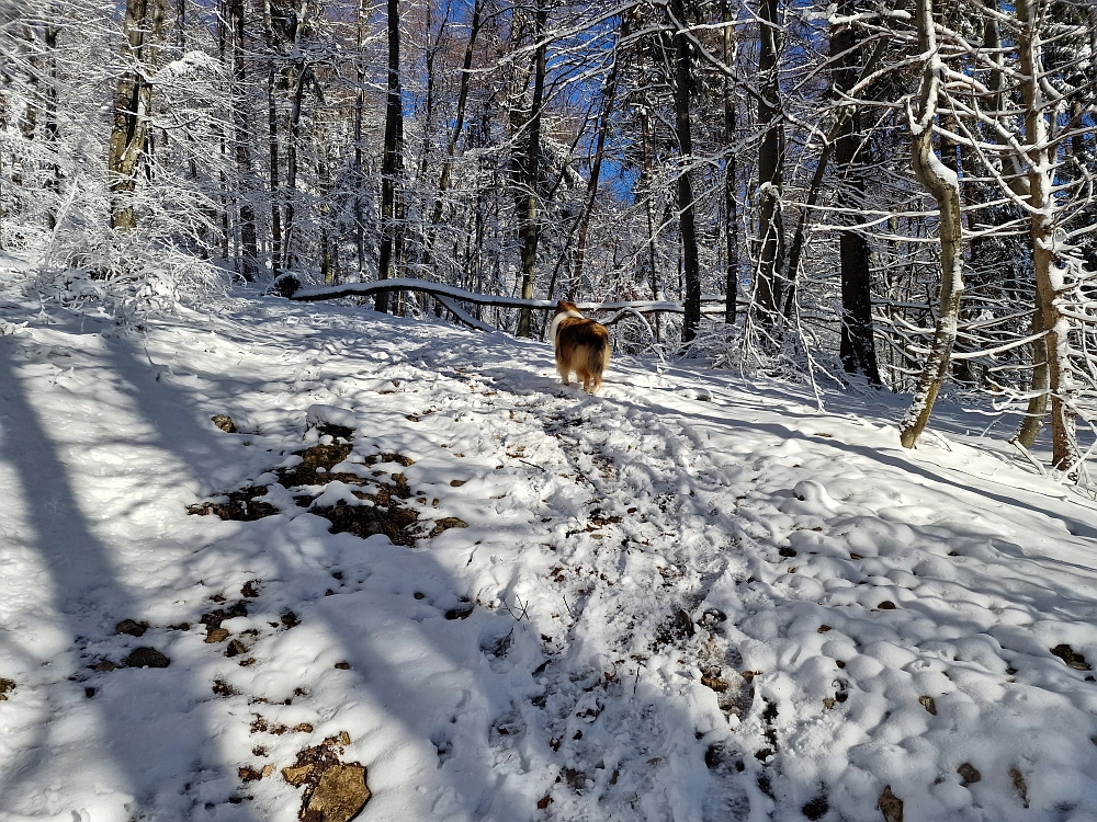 Slika je vidna v Google Chromu.