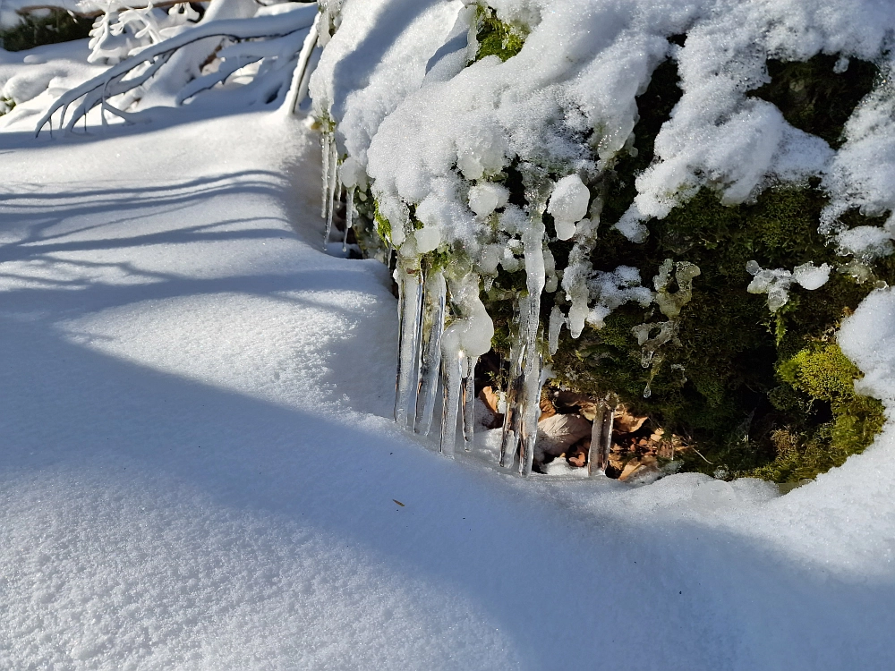 Slika je vidna v Google Chromu.