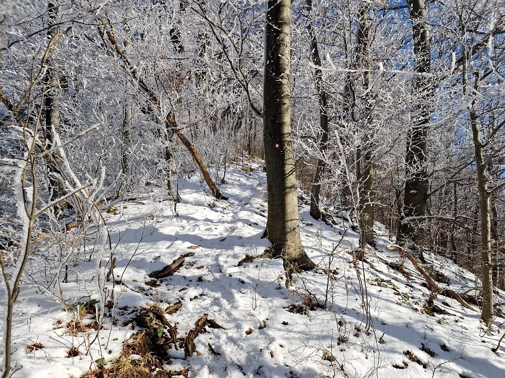Slika je vidna v Google Chromu.