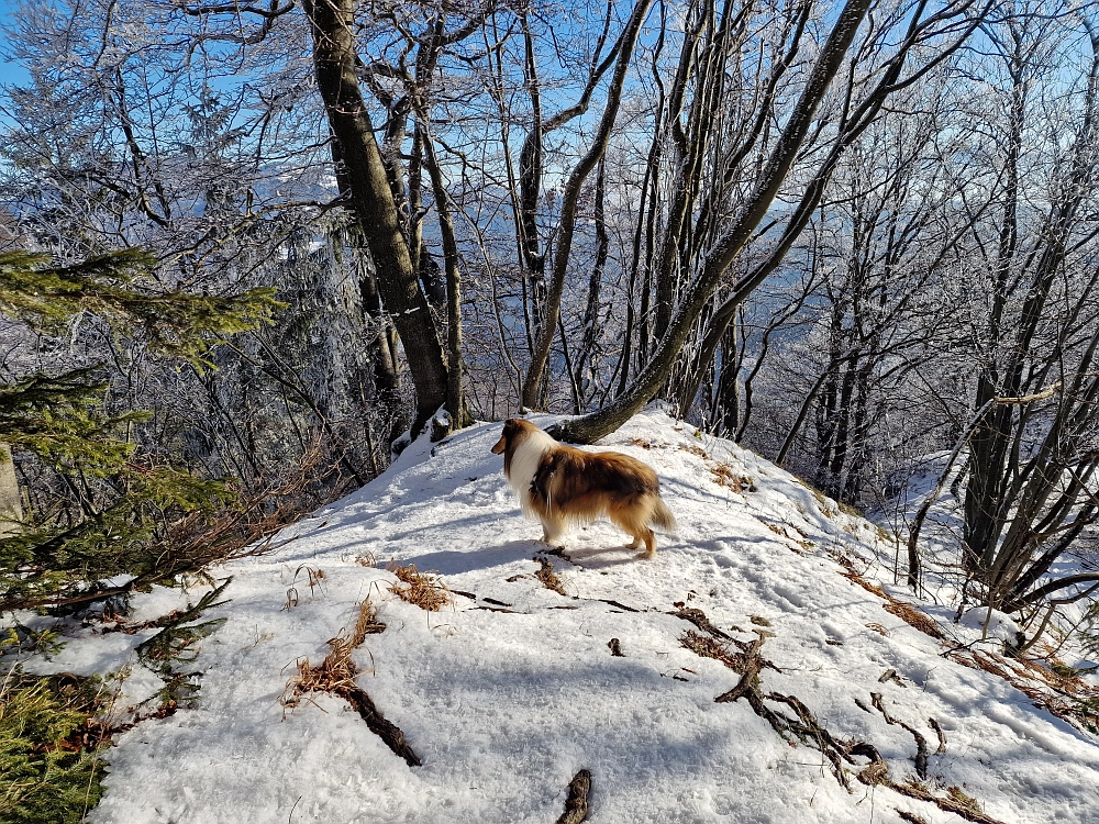 Slika je vidna v Google Chromu.