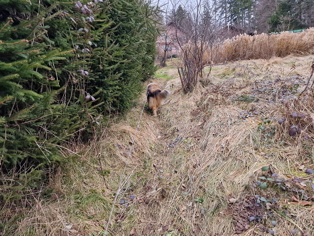 Slika je vidna v Google Chromu.