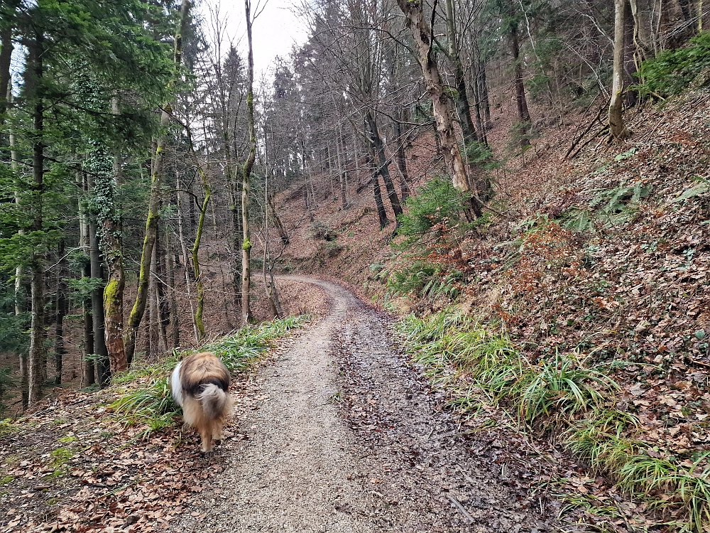 Slika je vidna v Google Chromu.