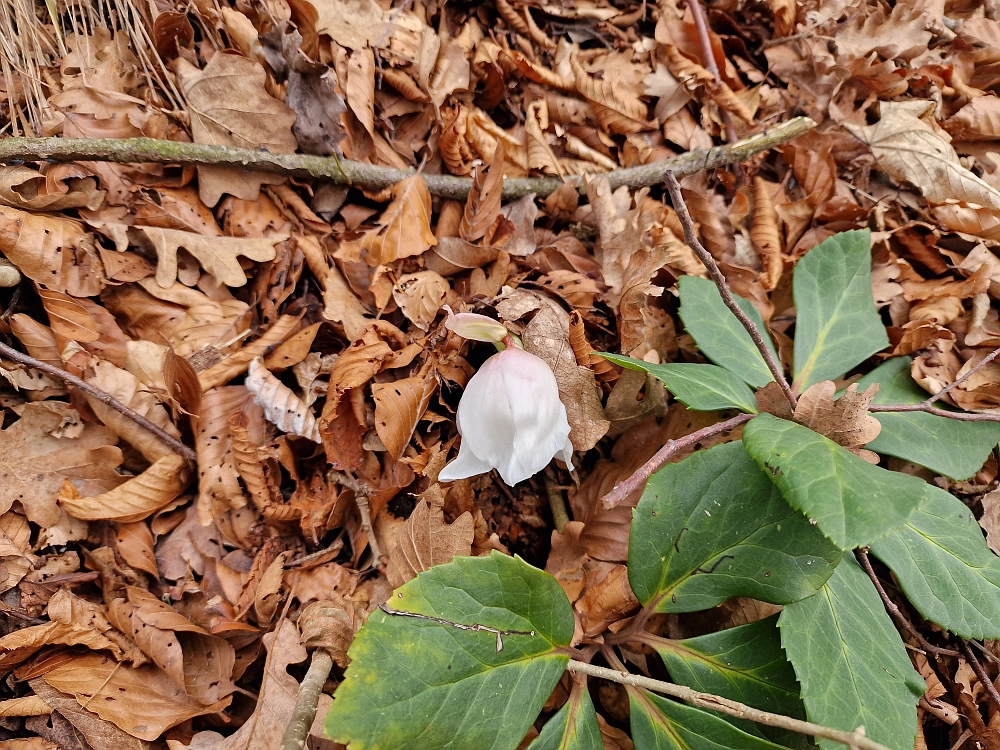 Slika je vidna v Google Chromu.