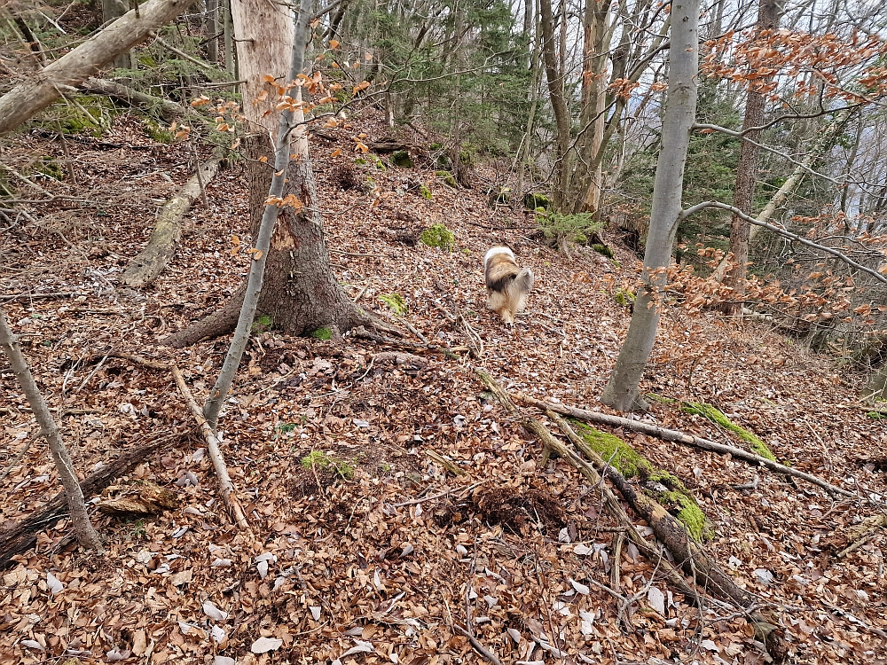 Slika je vidna v Google Chromu.