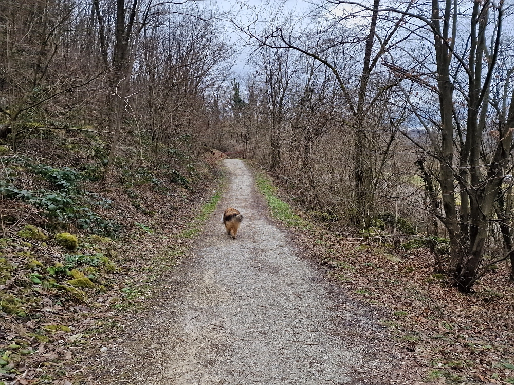 Slika je vidna v Google Chromu.
