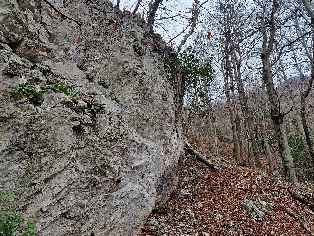 Slika je vidna v Google Chromu.