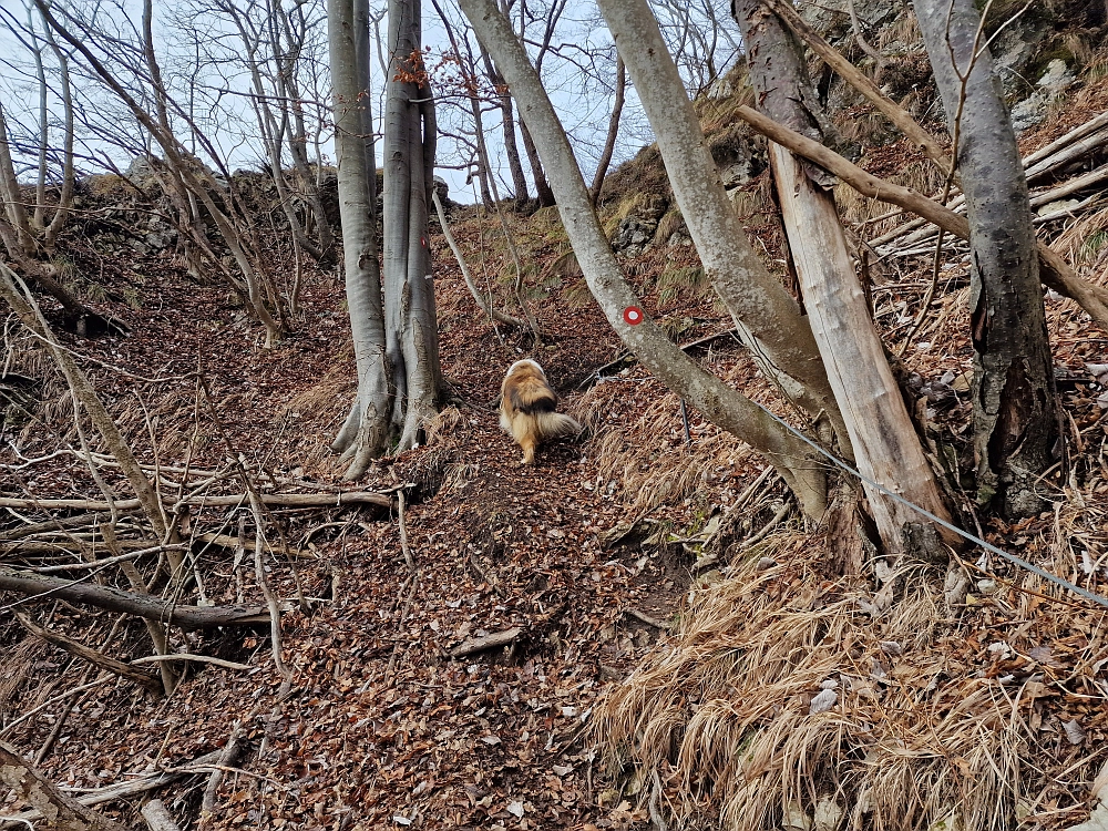 Slika je vidna v Google Chromu.