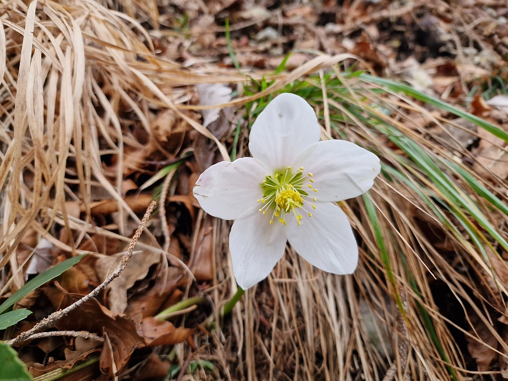 Slika je vidna v Google Chromu.
