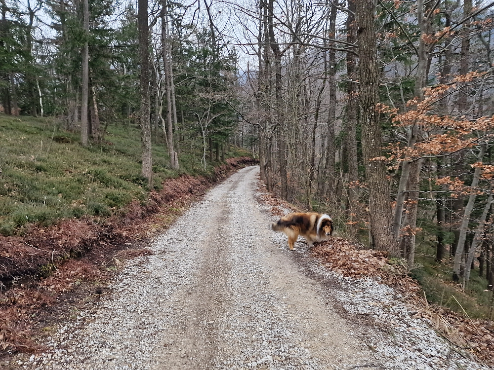 Slika je vidna v Google Chromu.