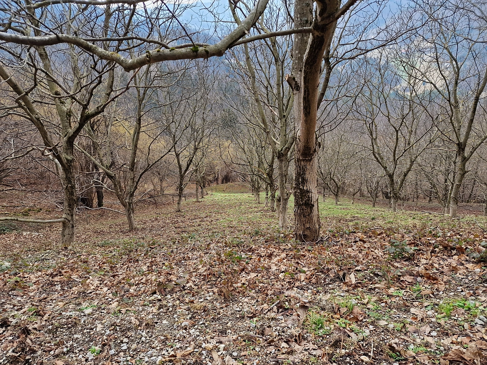 Slika je vidna v Google Chromu.