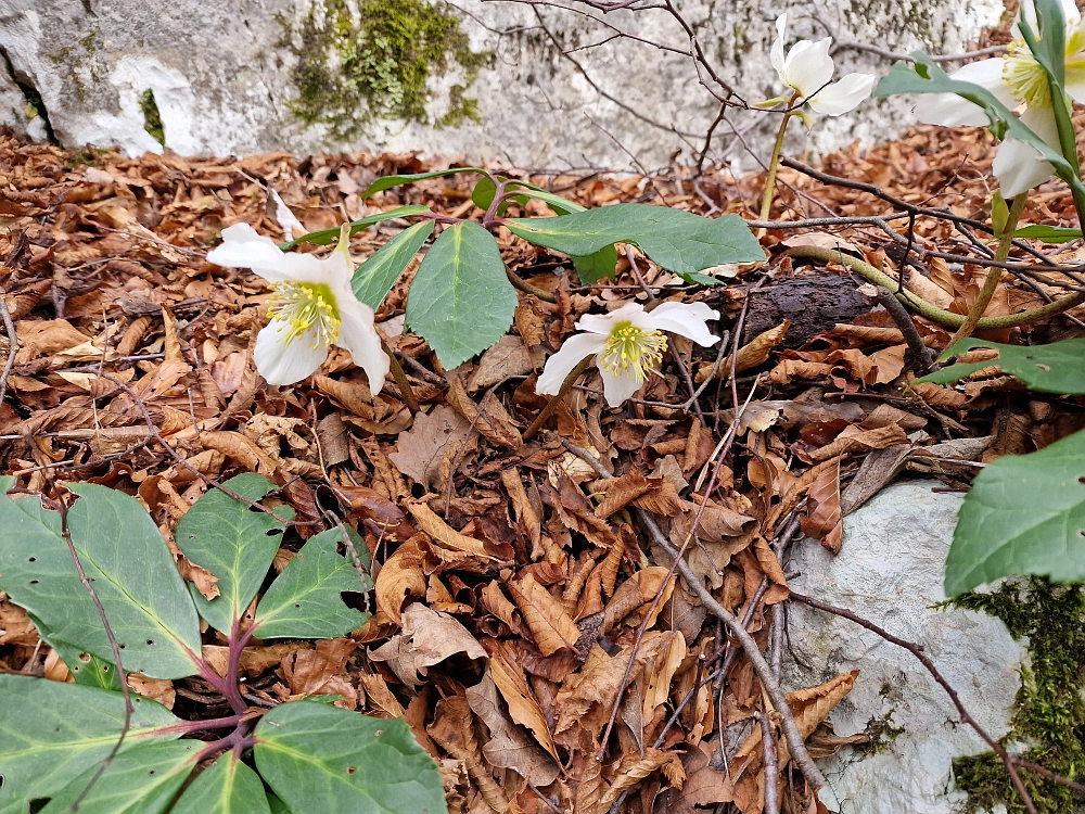 Slika je vidna v Google Chromu.