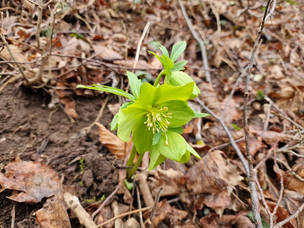 Slika je vidna v Google Chromu.