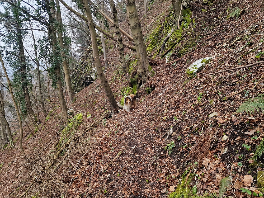 Slika je vidna v Google Chromu.