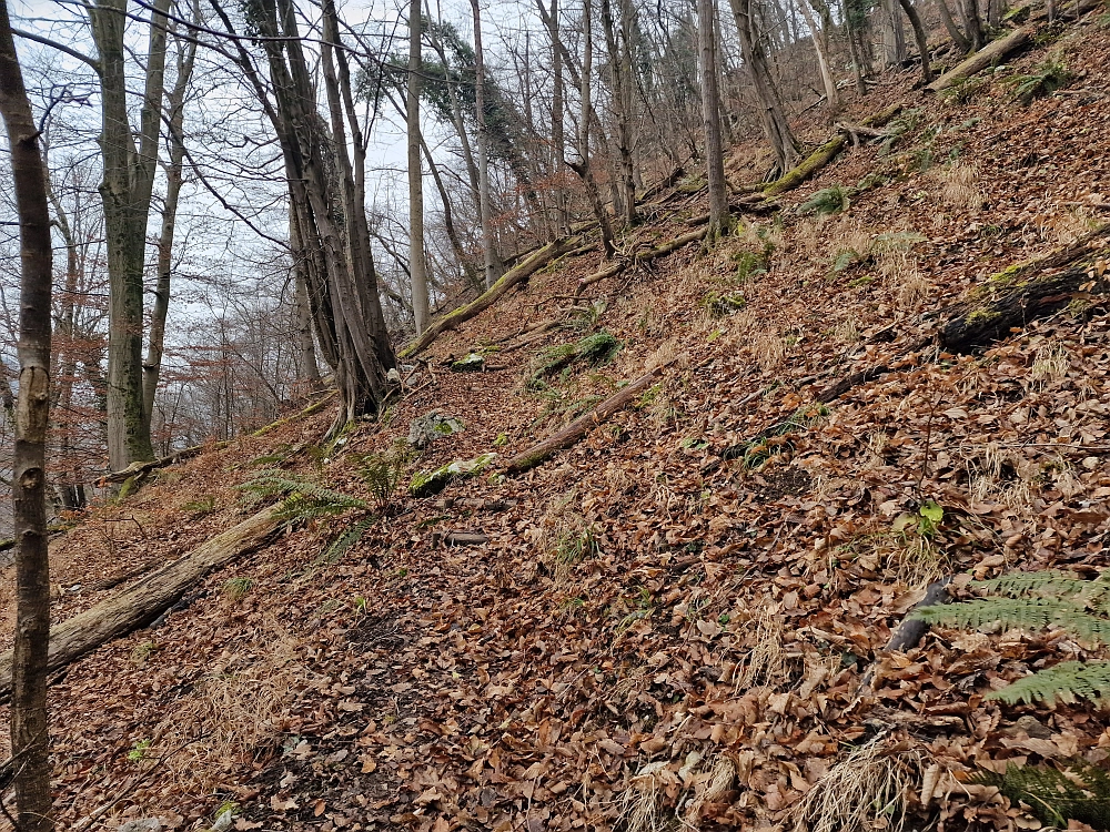 Slika je vidna v Google Chromu.