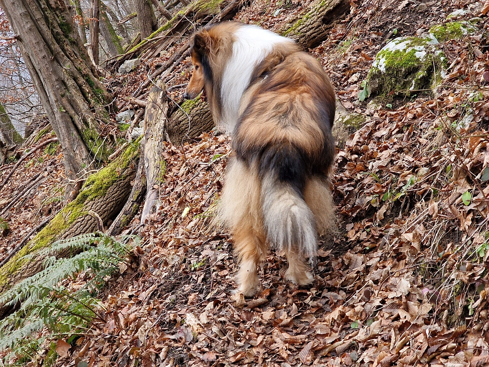 Slika je vidna v Google Chromu.