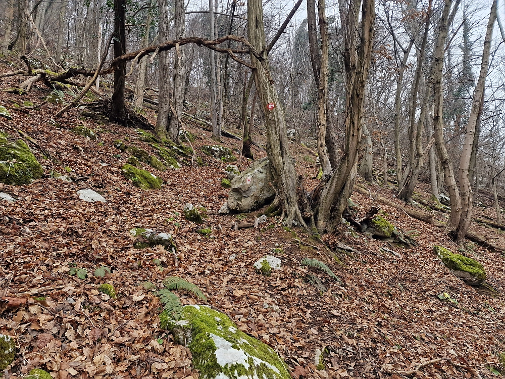 Slika je vidna v Google Chromu.