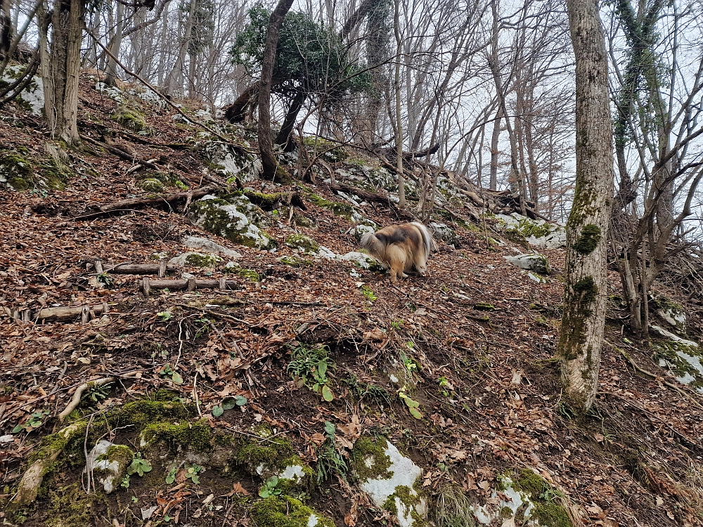 Slika je vidna v Google Chromu.