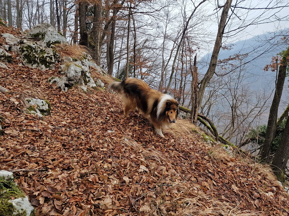 Slika je vidna v Google Chromu.