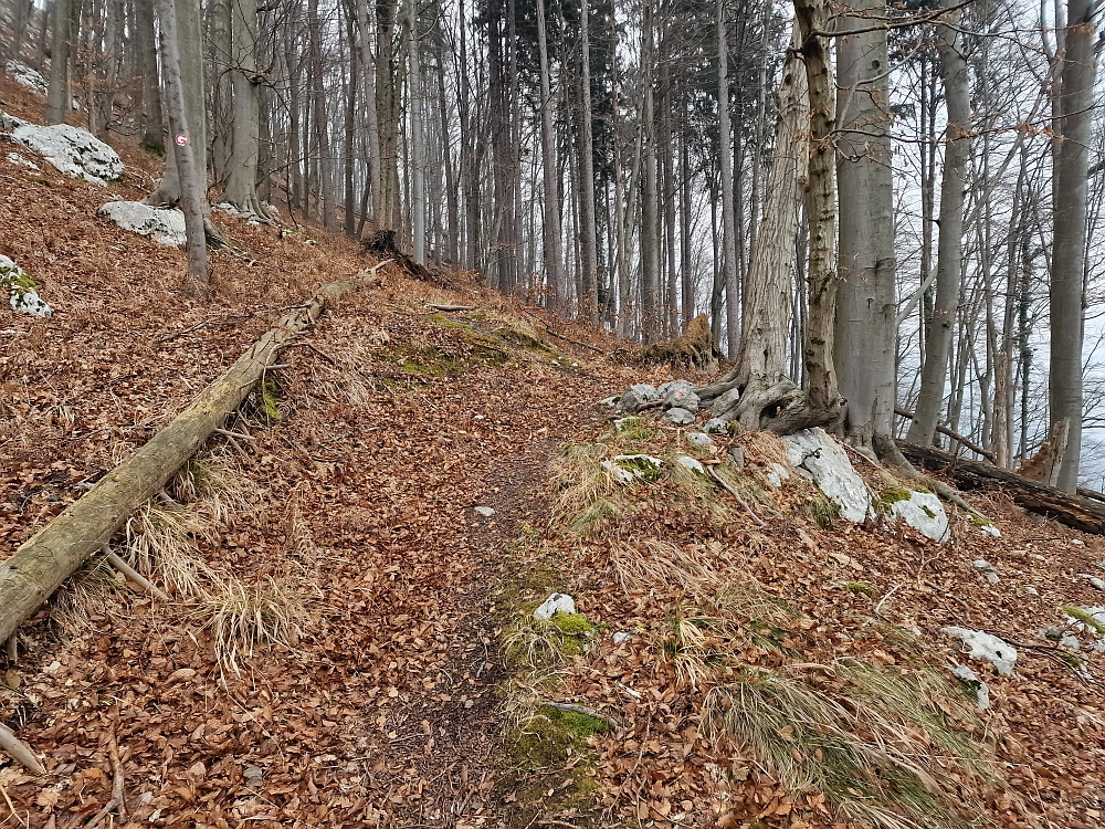 Slika je vidna v Google Chromu.