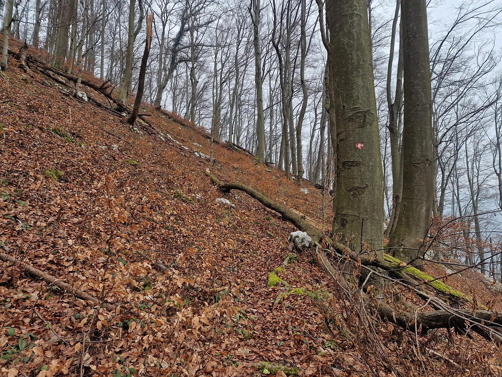 Slika je vidna v Google Chromu.