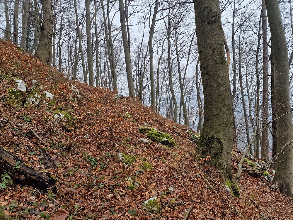 Slika je vidna v Google Chromu.