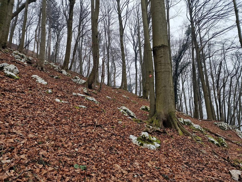 Slika je vidna v Google Chromu.