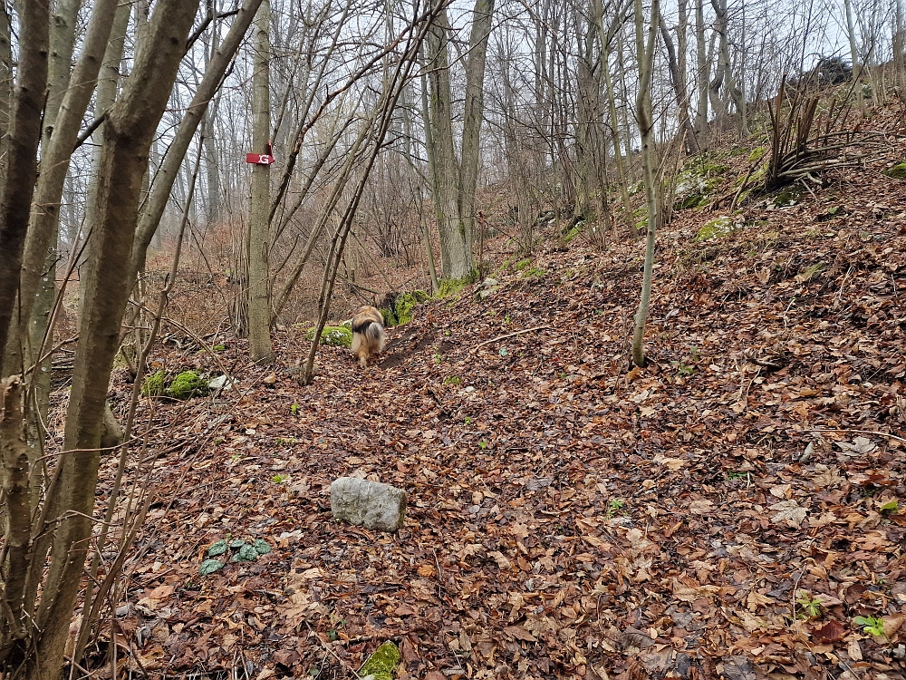 Slika je vidna v Google Chromu.