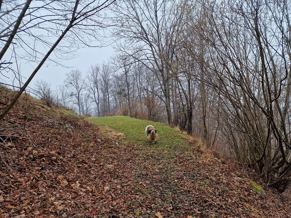 Slika je vidna v Google Chromu.