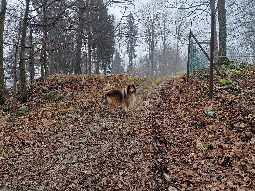 Slika je vidna v Google Chromu.