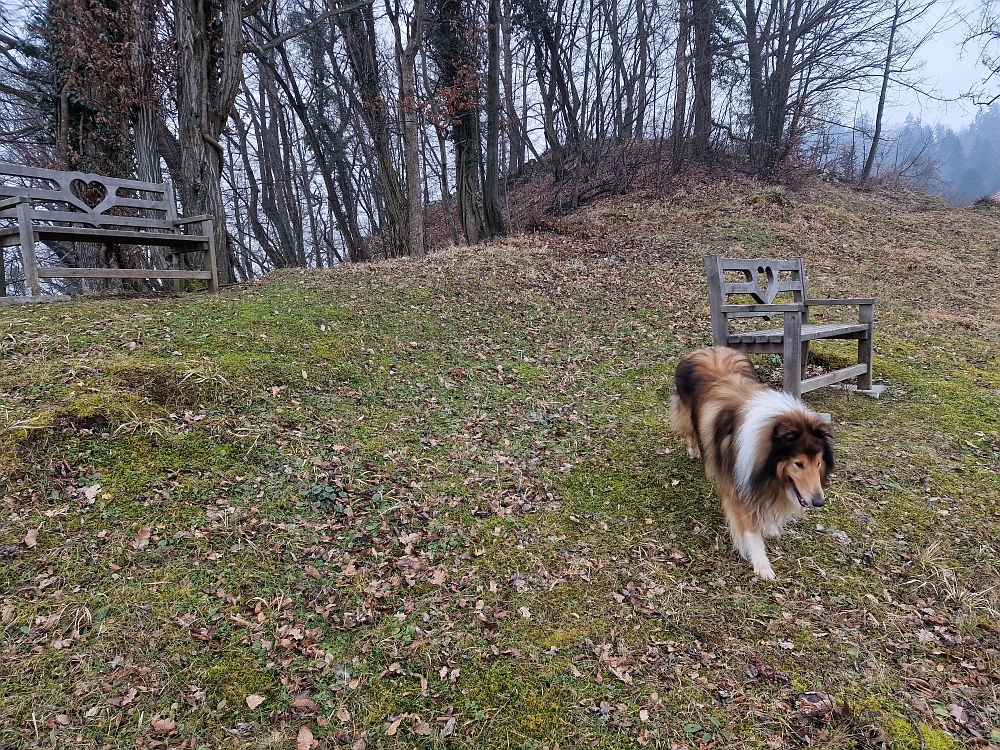 Slika je vidna v Google Chromu.