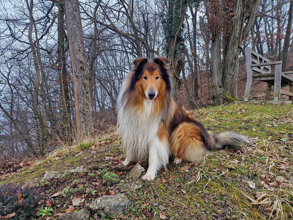 Slika je vidna v Google Chromu.