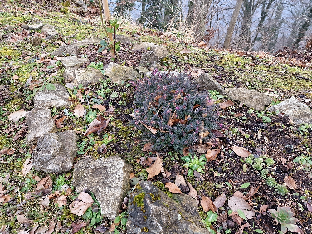 Slika je vidna v Google Chromu.