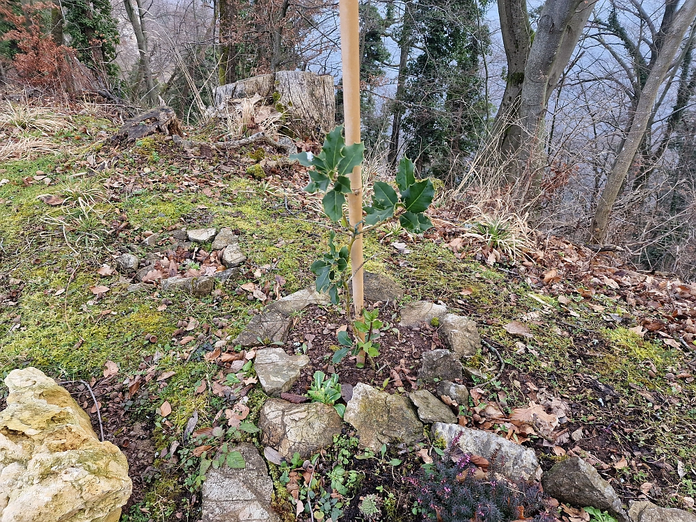 Slika je vidna v Google Chromu.