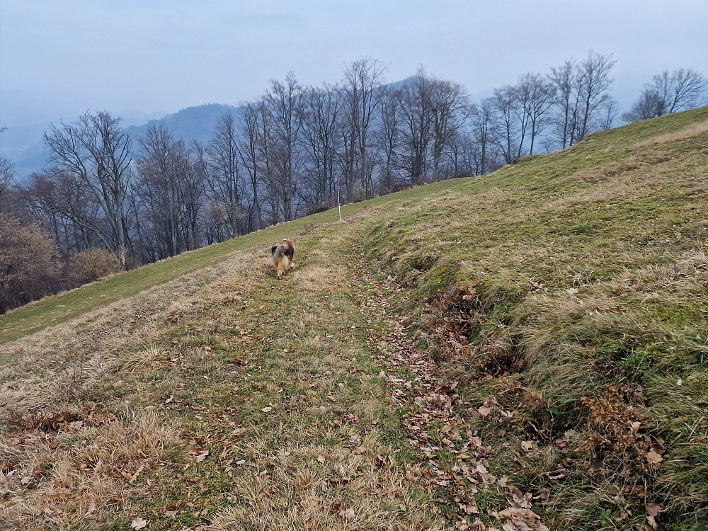 Slika je vidna v Google Chromu.