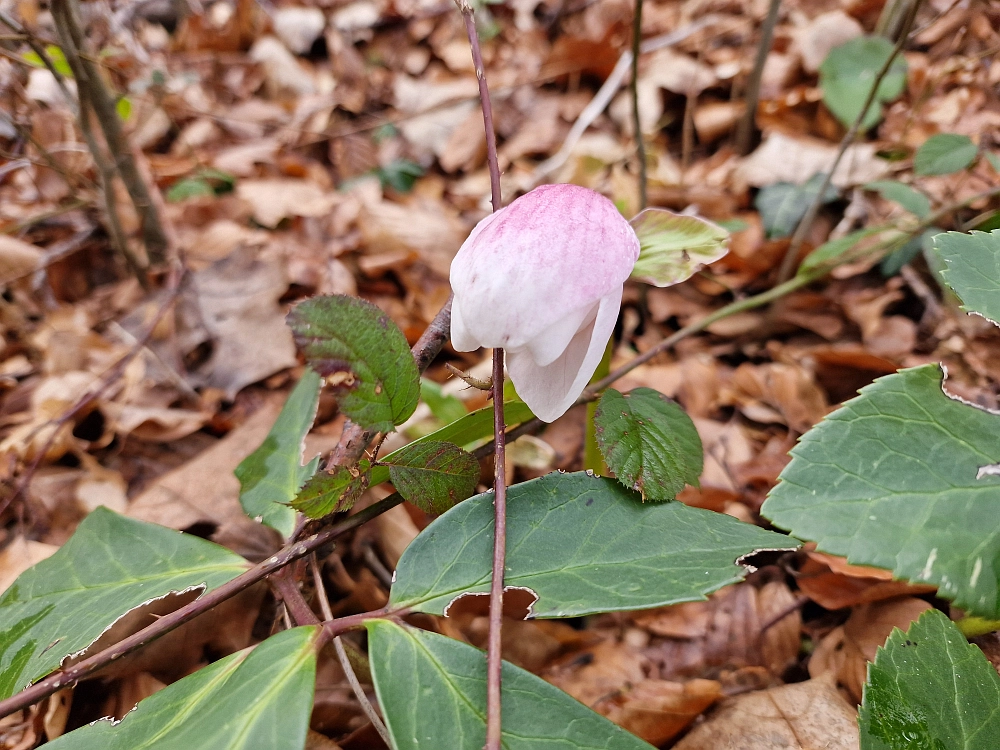 Slika je vidna v Google Chromu.