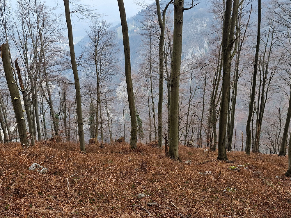 Slika je vidna v Google Chromu.